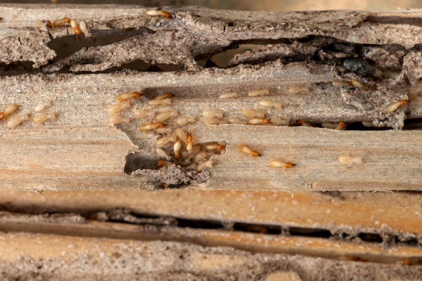 Best Pest Control Near Me in Cedar Crest, MA